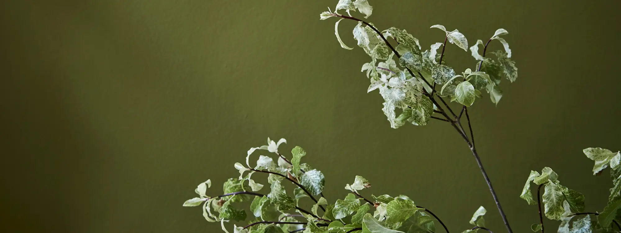 Wall Primer Sealer Little Green