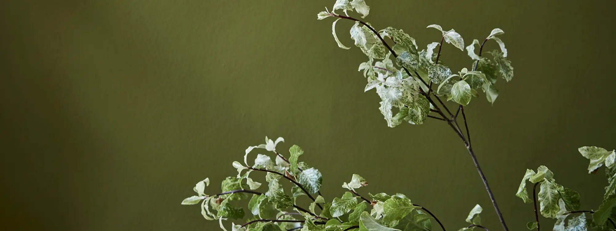 Wall Primer Sealer Little Green - Interieurenverf.nl